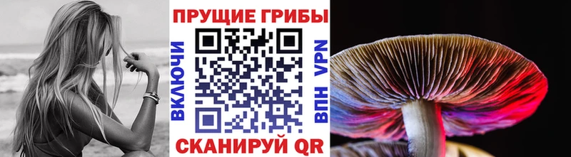 закладки  omg tor  Псилоцибиновые грибы Psilocybe  Севск 